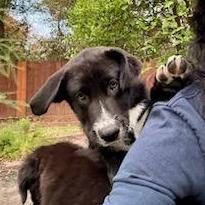 Marv, Adoptable, Puppy Male Great Pyrenees & Black Labrador Retriever.