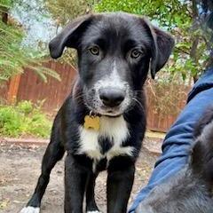 Enlarge Marv, a Adoptable mixed breed in Houston, TX image 2/6