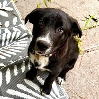 Enlarge Marv, a Adoptable mixed breed in Houston, TX image 3/6