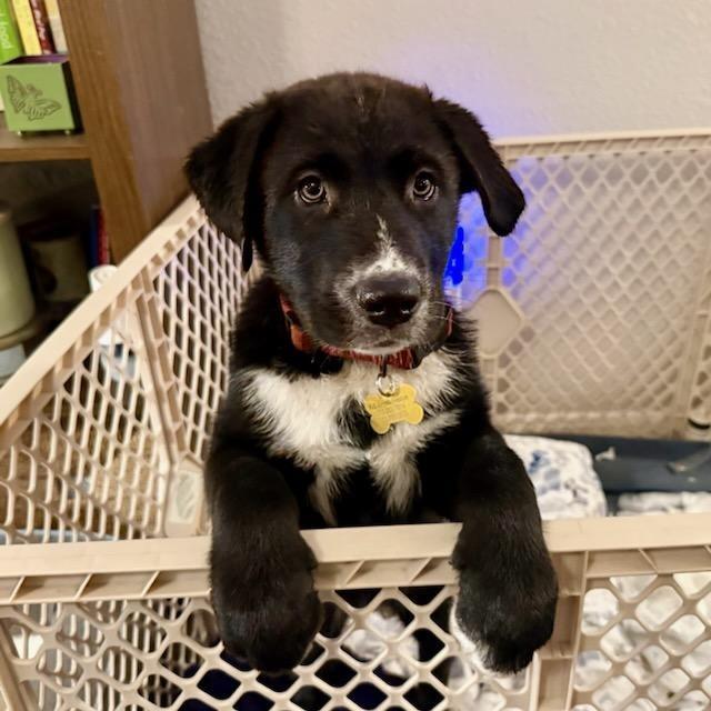 Enlarge Marv, a Adoptable mixed breed in Houston, TX image 4/6