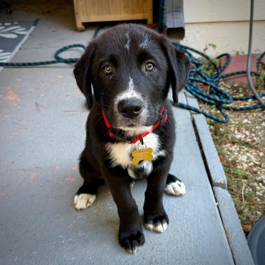 Enlarge Marv, a Adoptable mixed breed in Houston, TX image 6/6