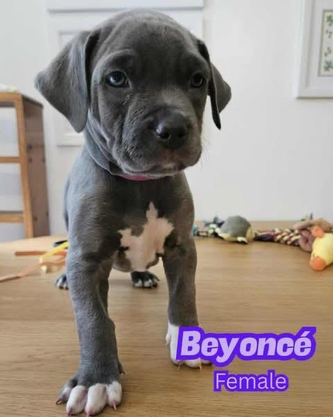 Enlarge Beyoncé, a Adopted Mixed Breed in Griswold, CT image 1/3
