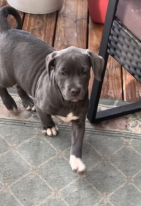 Enlarge Beyoncé, a Adopted Mixed Breed in Griswold, CT image 2/3