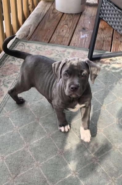 Beyoncé, Adopted, Puppy Female Mixed Breed.