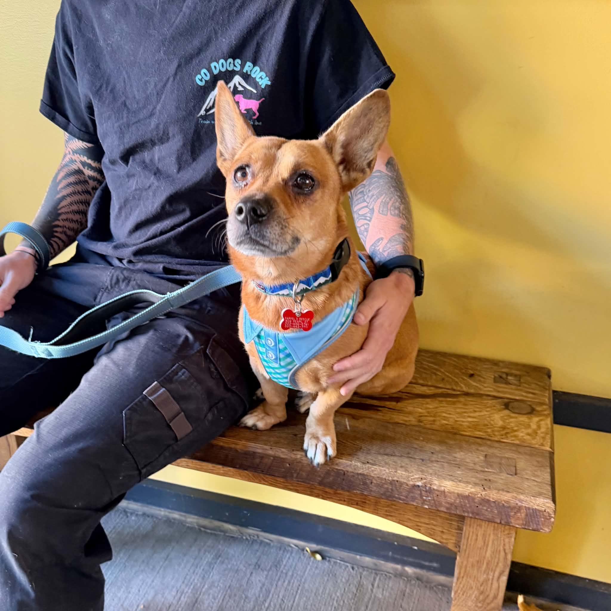 Enlarge Barley, a Adoptable mixed breed in Boulder, CO image 6/6