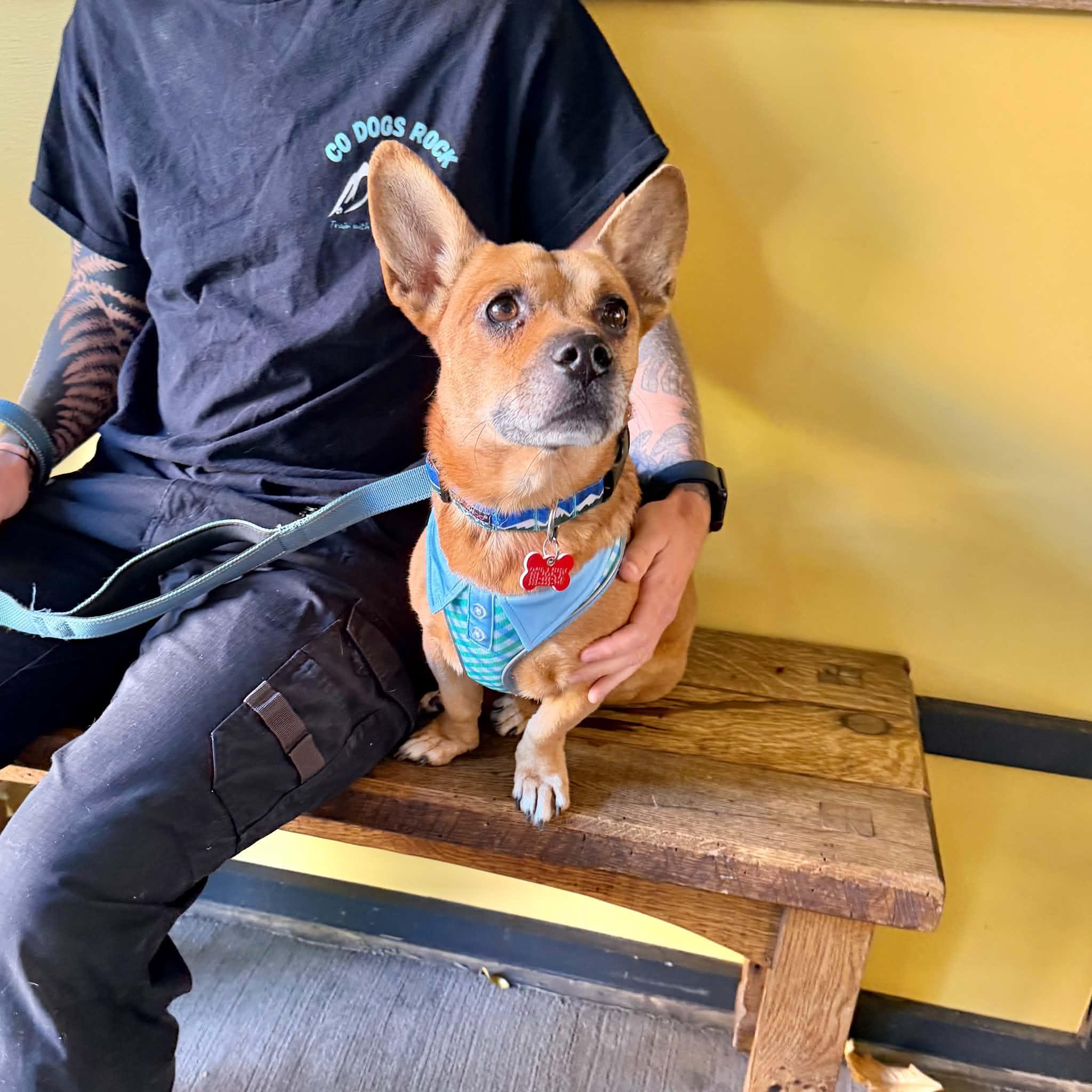 Enlarge Barley, a Adoptable mixed breed in Boulder, CO image 1/6
