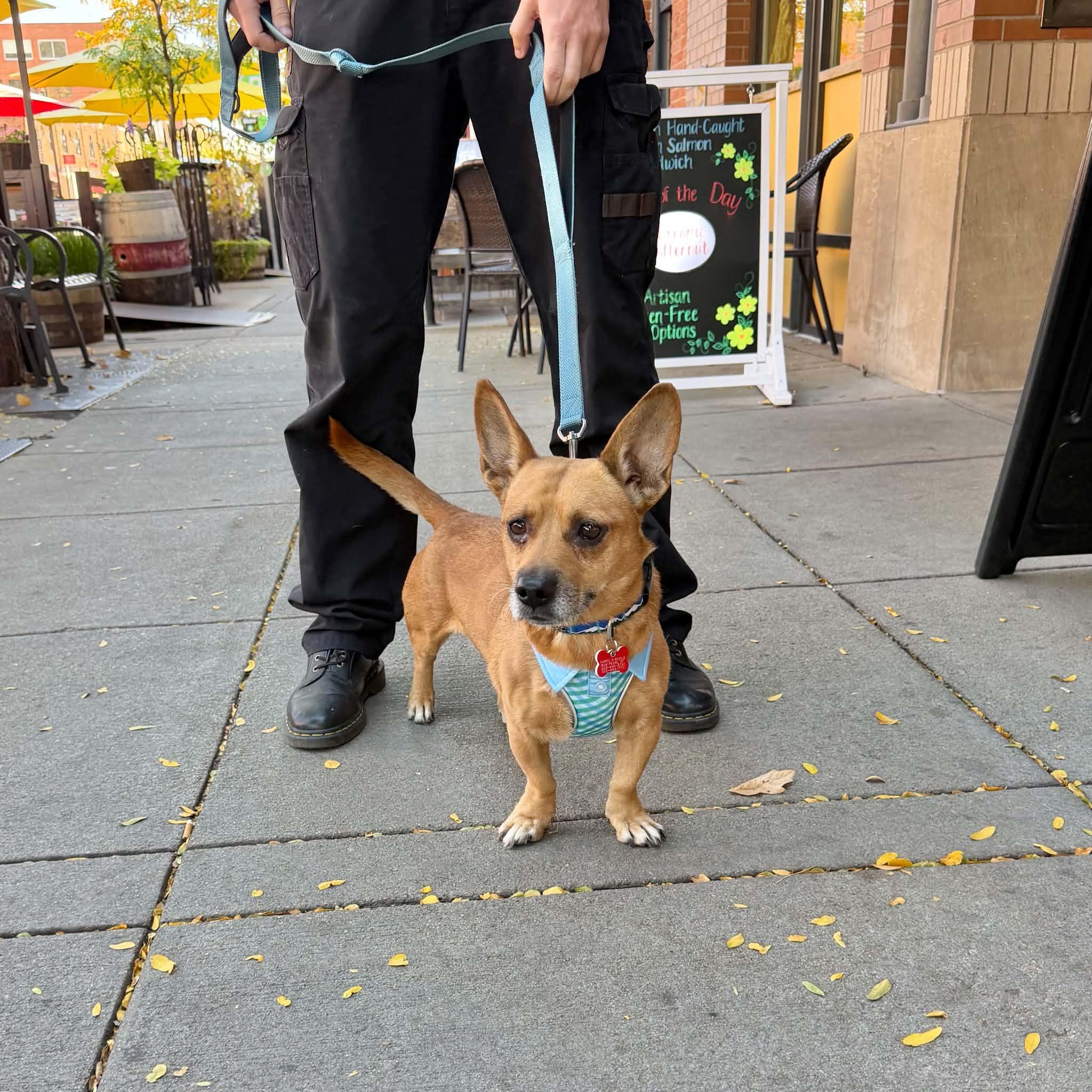 Enlarge Barley, a Adoptable mixed breed in Boulder, CO image 2/6