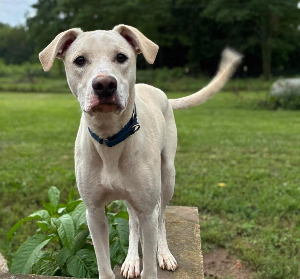 Reese Puff, Adoptable, Puppy Male Pit Bull Terrier & Mixed Breed.