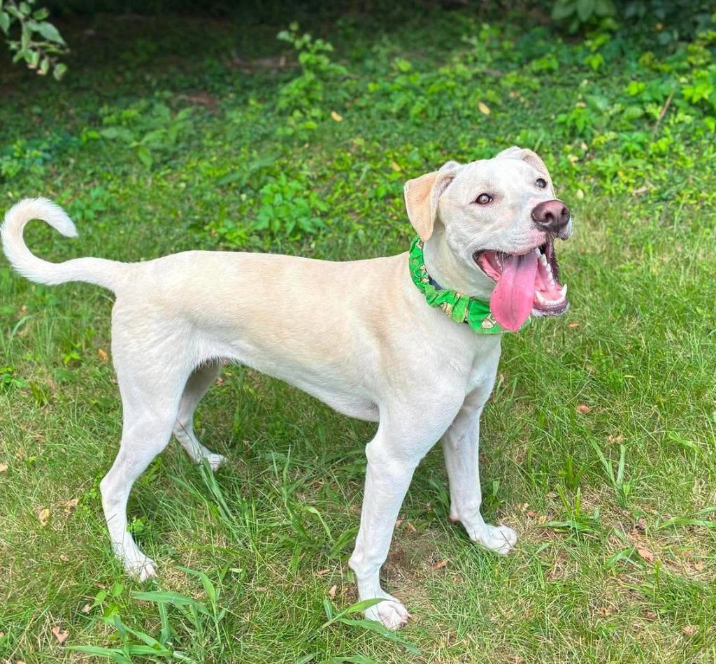 Reese Puff, a Adoptable mixed breed in Lexington, KY image 2/6