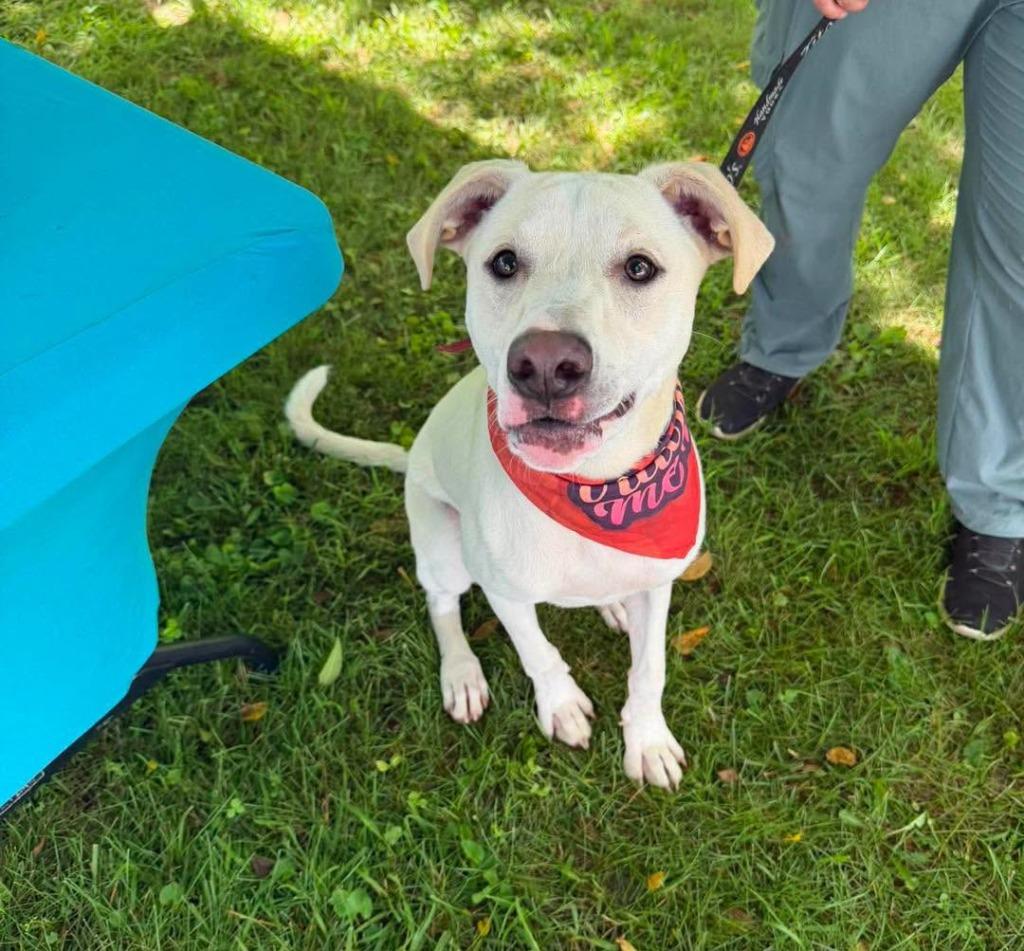 Reese Puff, a Adoptable mixed breed in Lexington, KY image 3/6