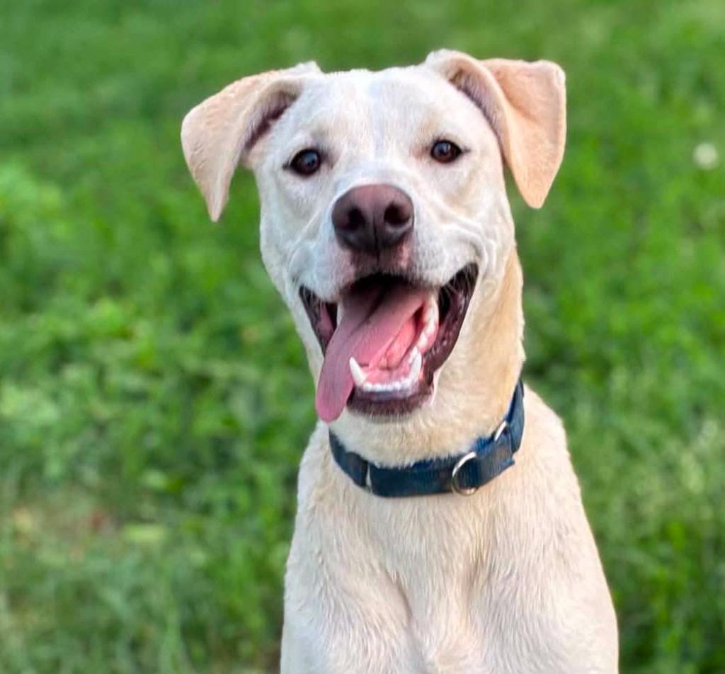 Reese Puff, a Adoptable mixed breed in Lexington, KY image 4/6