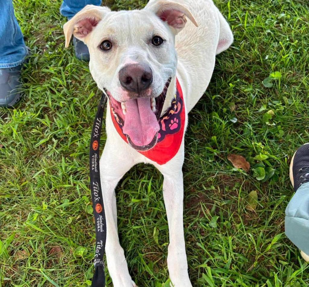 Reese Puff, a Adoptable mixed breed in Lexington, KY image 5/6
