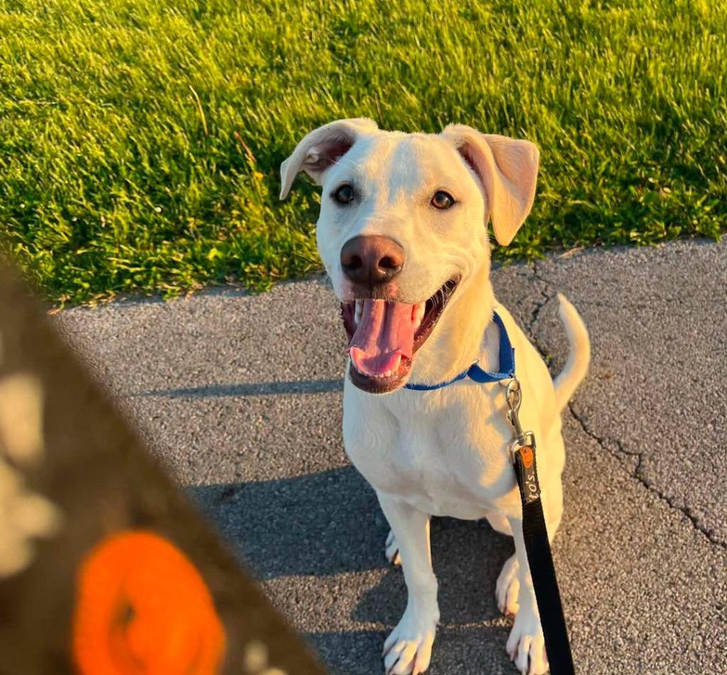 Reese Puff, a Adoptable mixed breed in Lexington, KY image 6/6