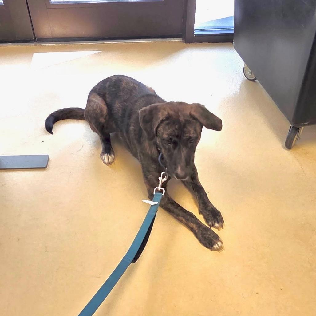 Millipede, Adoptable, Adult Female Hound & Mixed Breed.