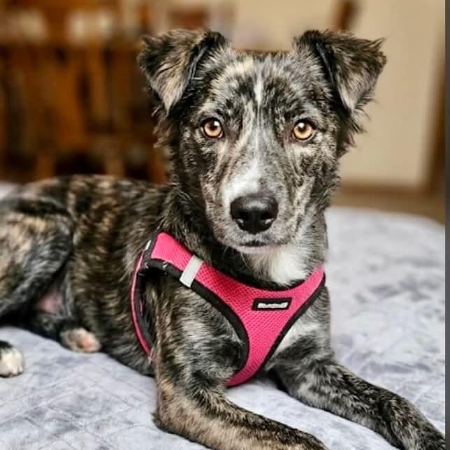 Enlarge Gypsy, an adoptable mixed breed in San Diego, CA image 4/4