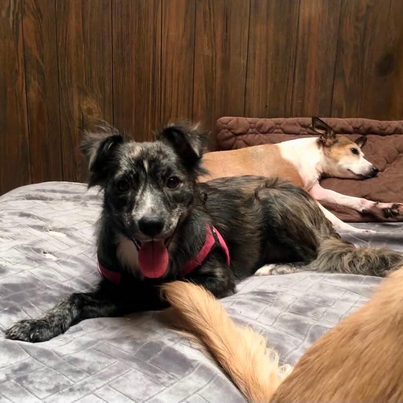 Enlarge Gypsy, an adoptable mixed breed in San Diego, CA image 2/4