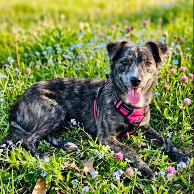 Gypsy, adoptable, Puppy Female Australian Shepherd & Border Collie.