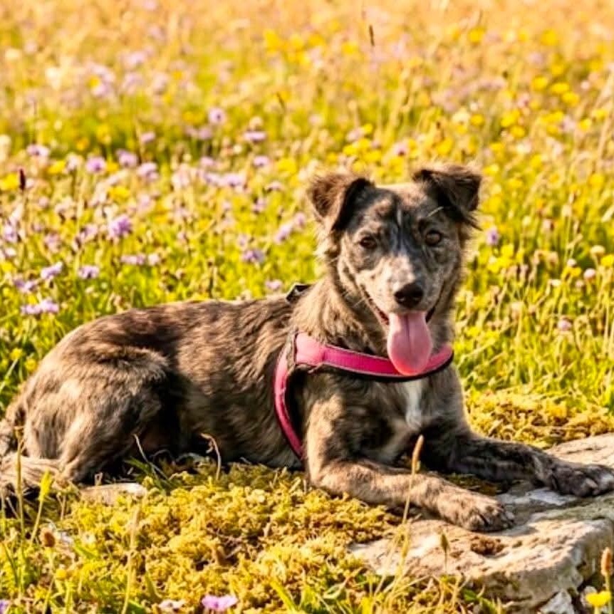 Enlarge Gypsy, an adoptable mixed breed in San Diego, CA image 3/4