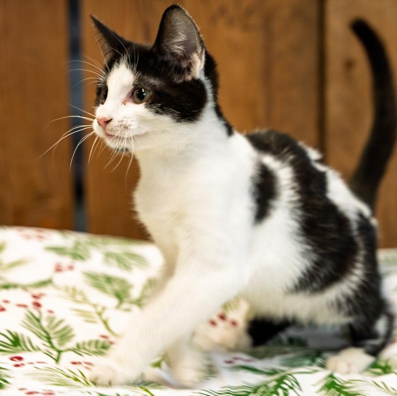 Enlarge Daisy SO CUDDLY AND FRIENDLY, a ADOPTABLE Tuxedo in Bethel, CT image 1/1