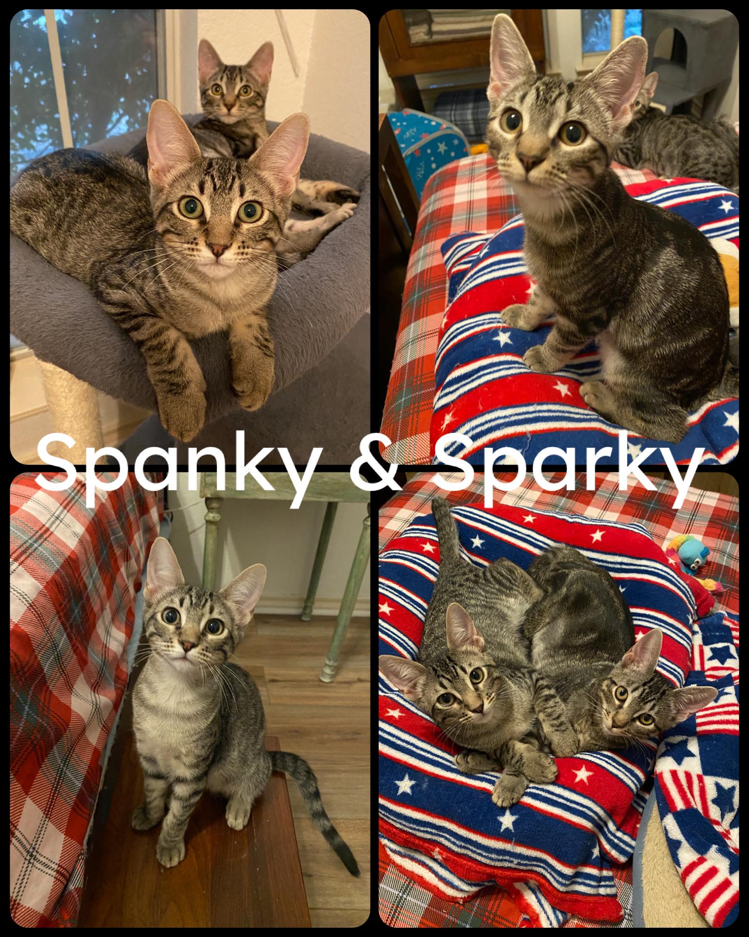 Sparky