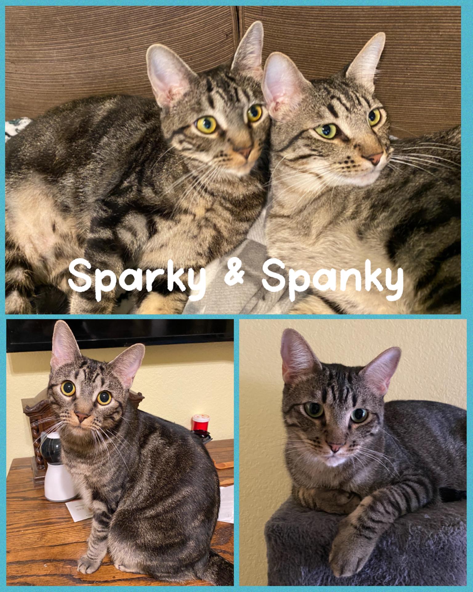 Sparky, adoptable, Adult Male Tabby & Domestic Short Hair.