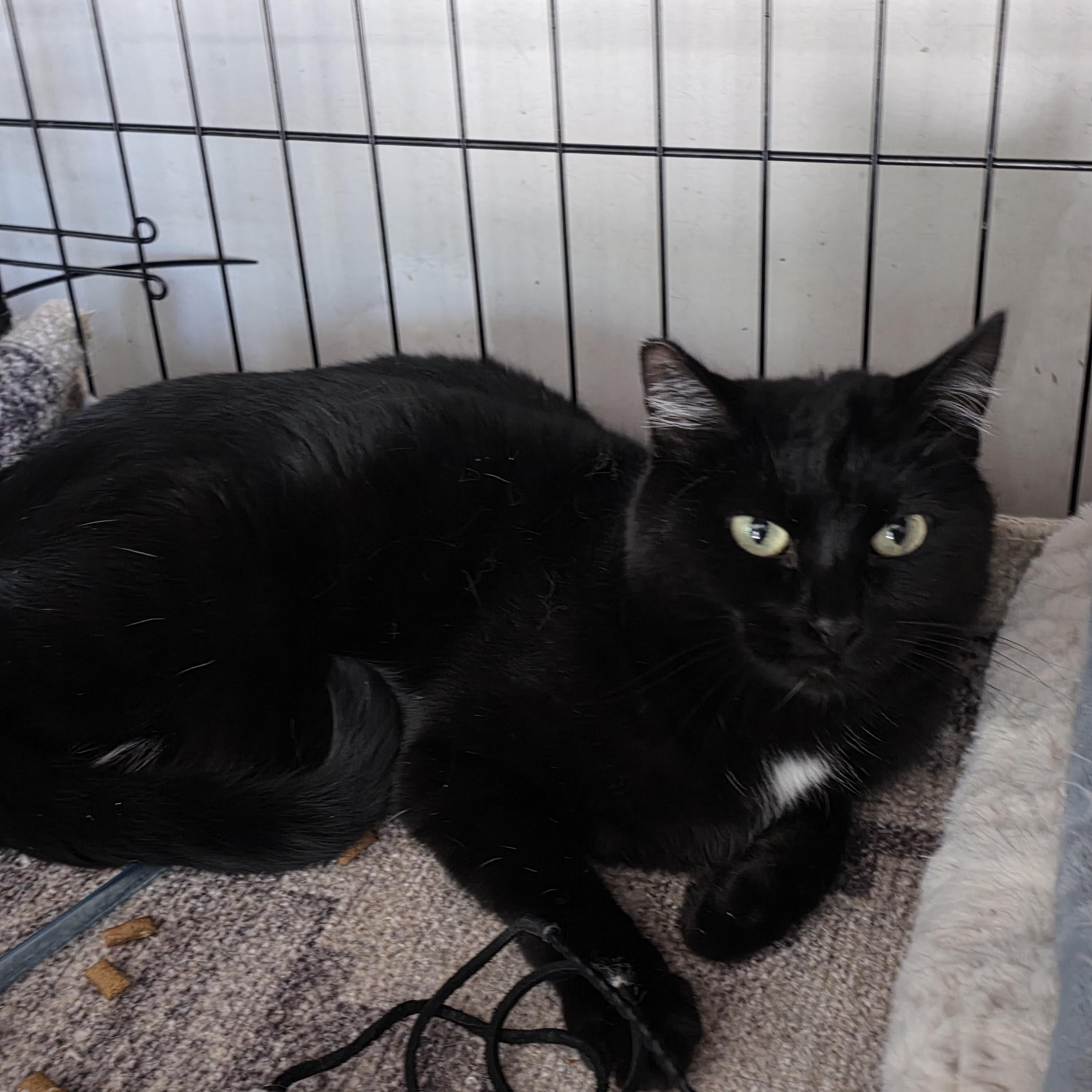 Enlarge Lucy, a Adoptable mixed breed in San Jose, CA image 1/3