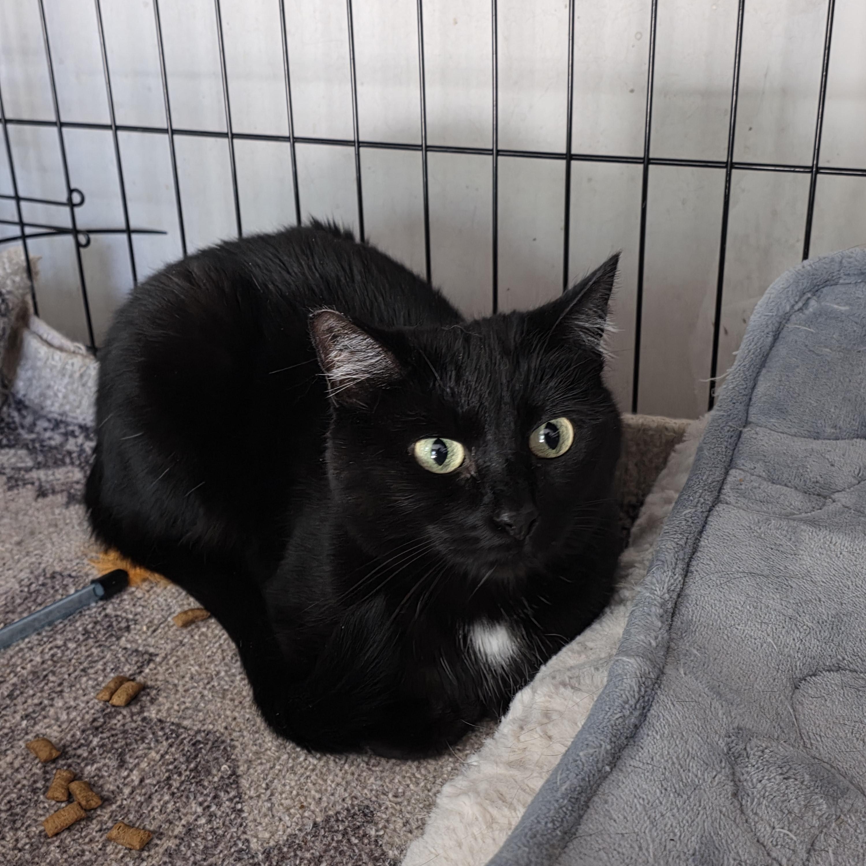 Enlarge Lucy, a Adoptable mixed breed in San Jose, CA image 3/3