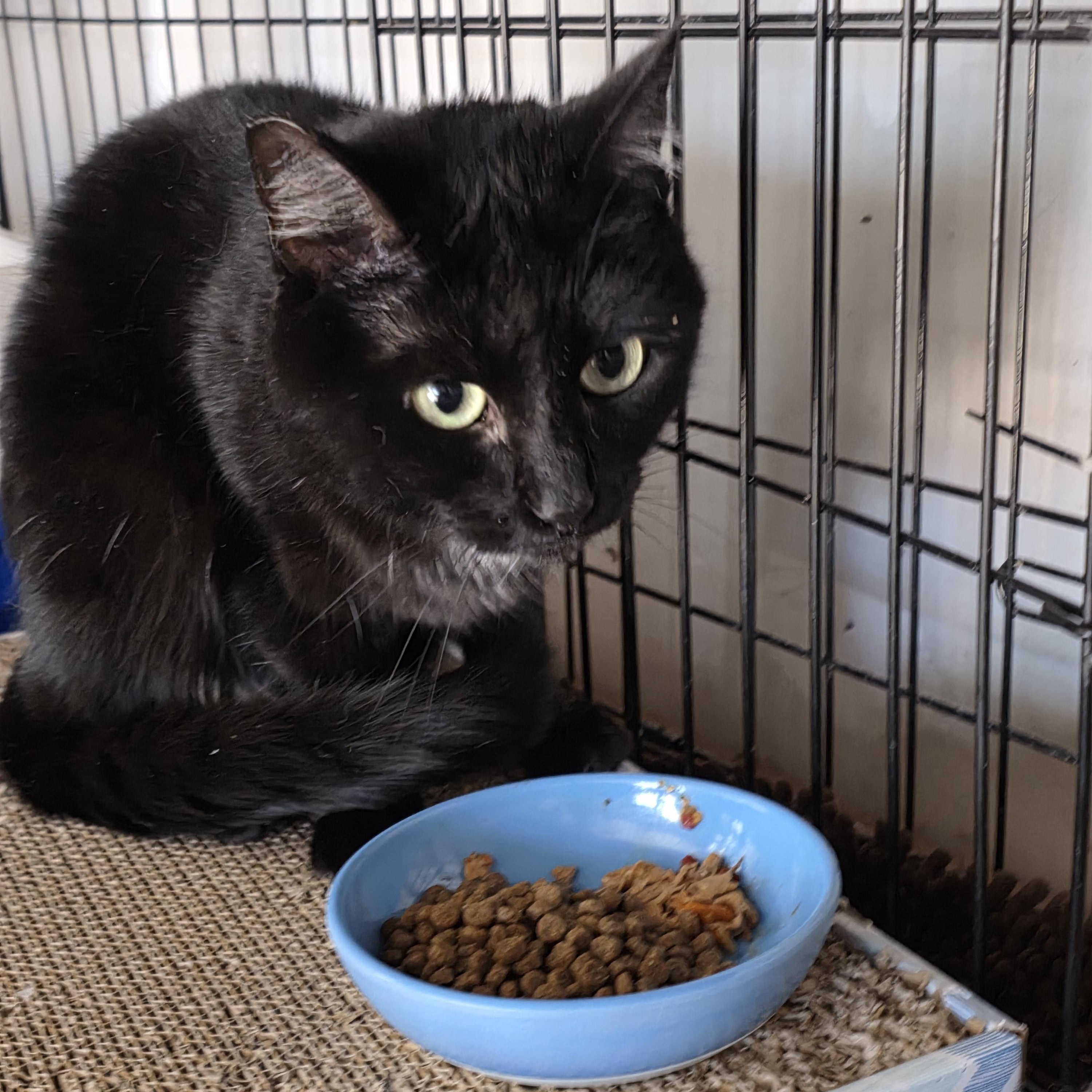 Enlarge Lucy, a Adoptable mixed breed in San Jose, CA image 2/3