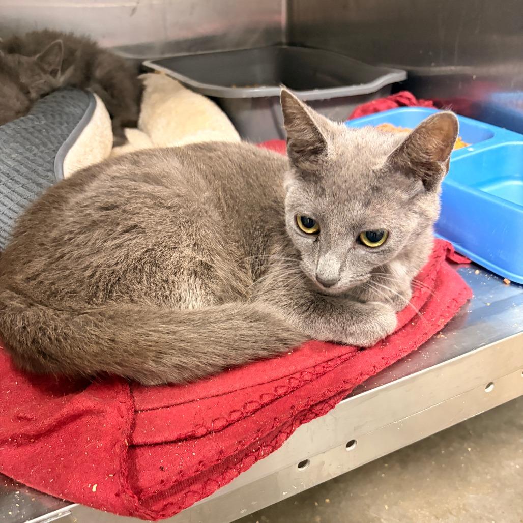 Ocean, Adoptable, Adult Female Domestic Short Hair.