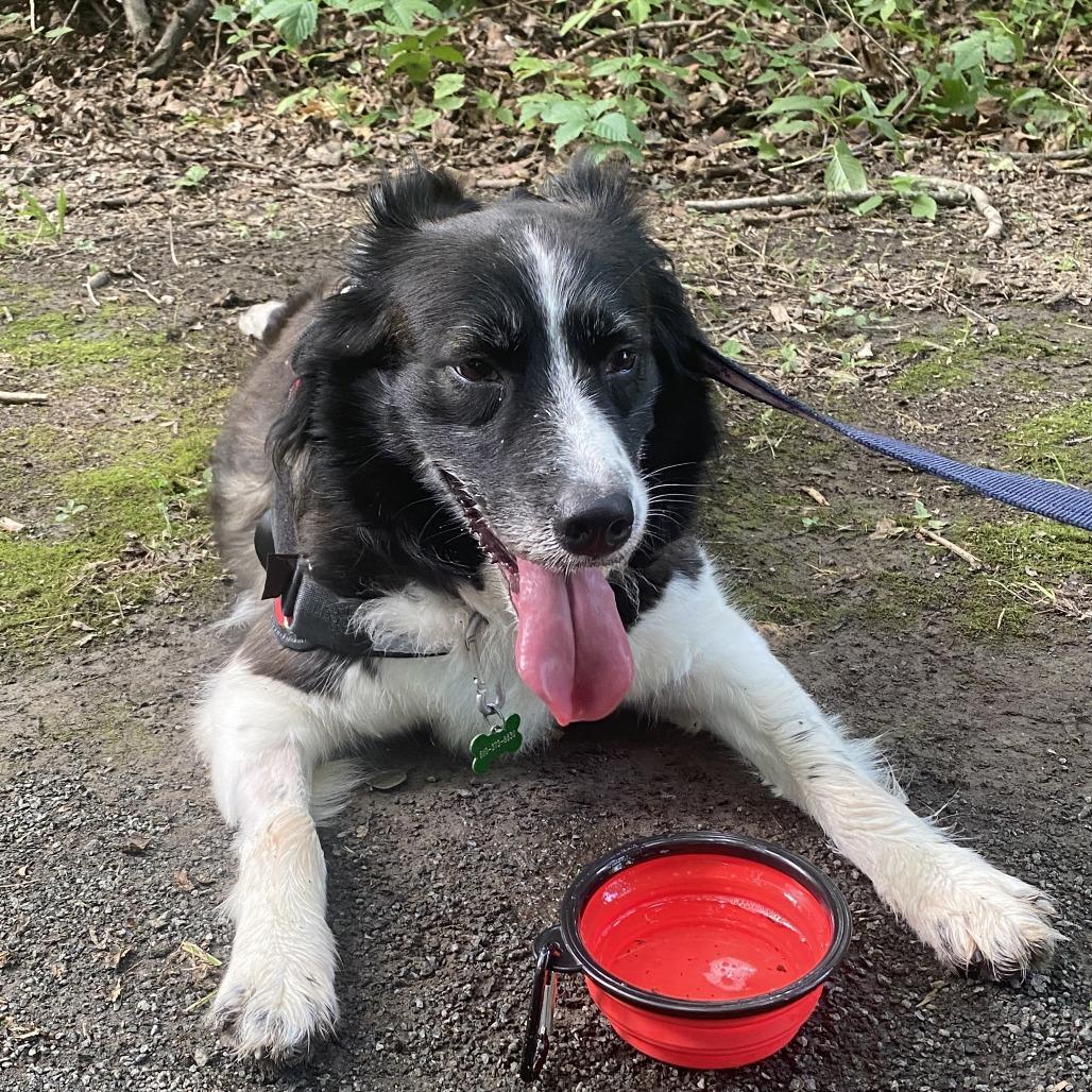 Carla, Adoptable, Adult Female Border Collie.