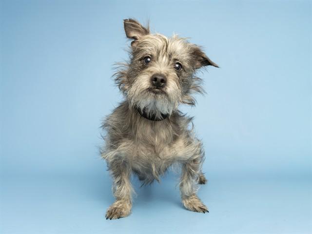 GEORGE, Adoptable, Young Male Cairn Terrier & Mixed Breed.