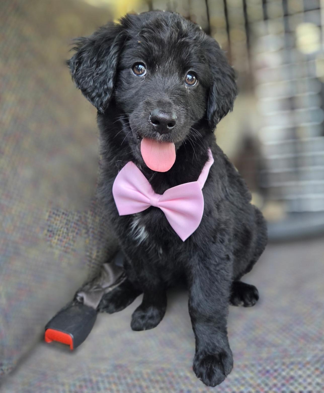 Hattie, adopted, Puppy Female Australian Shepherd & Poodle.