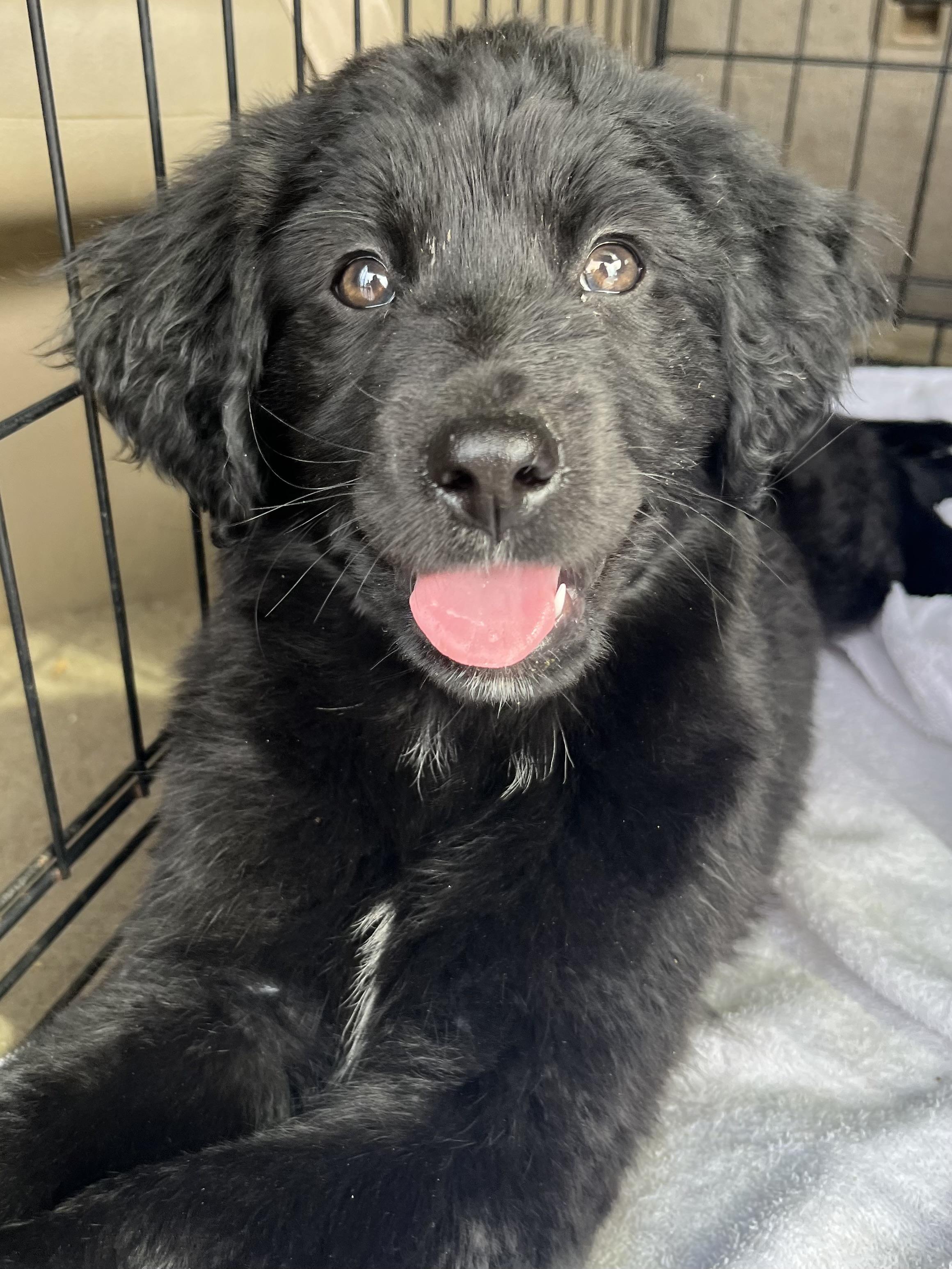 Hattie, an adopted mixed breed in Gilbert, SC image 5/6