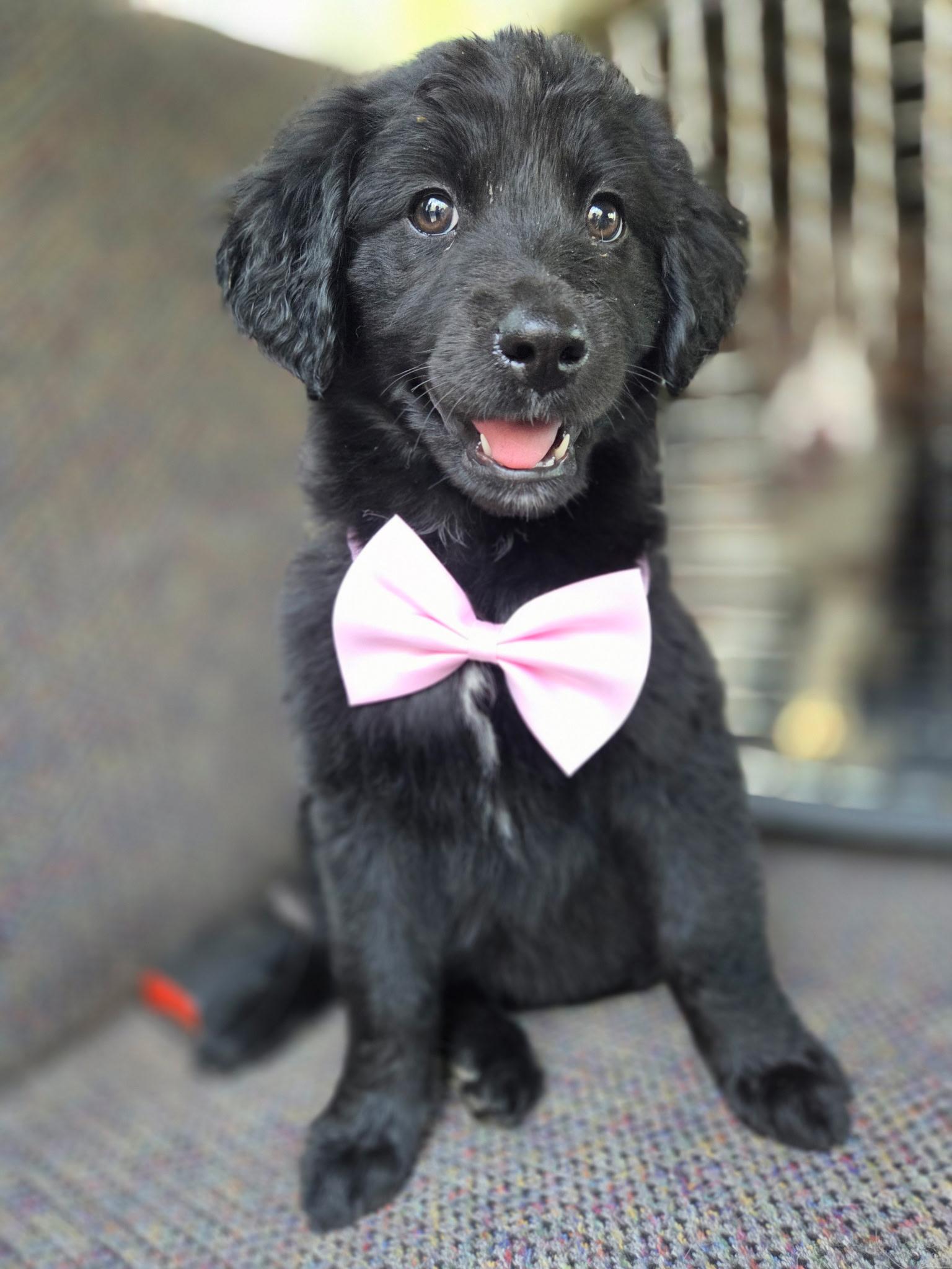 Hattie, an adopted mixed breed in Gilbert, SC image 3/6