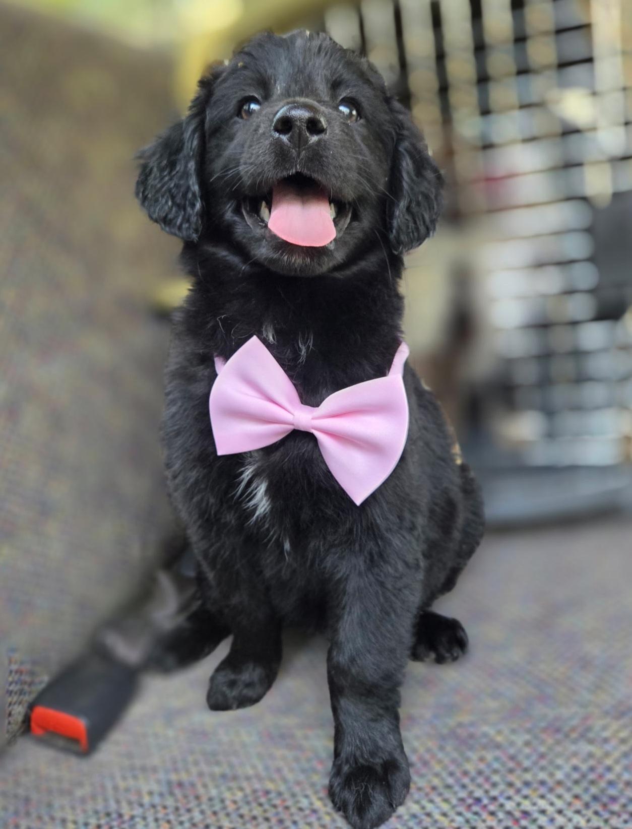 Hattie, an adopted mixed breed in Gilbert, SC image 4/6