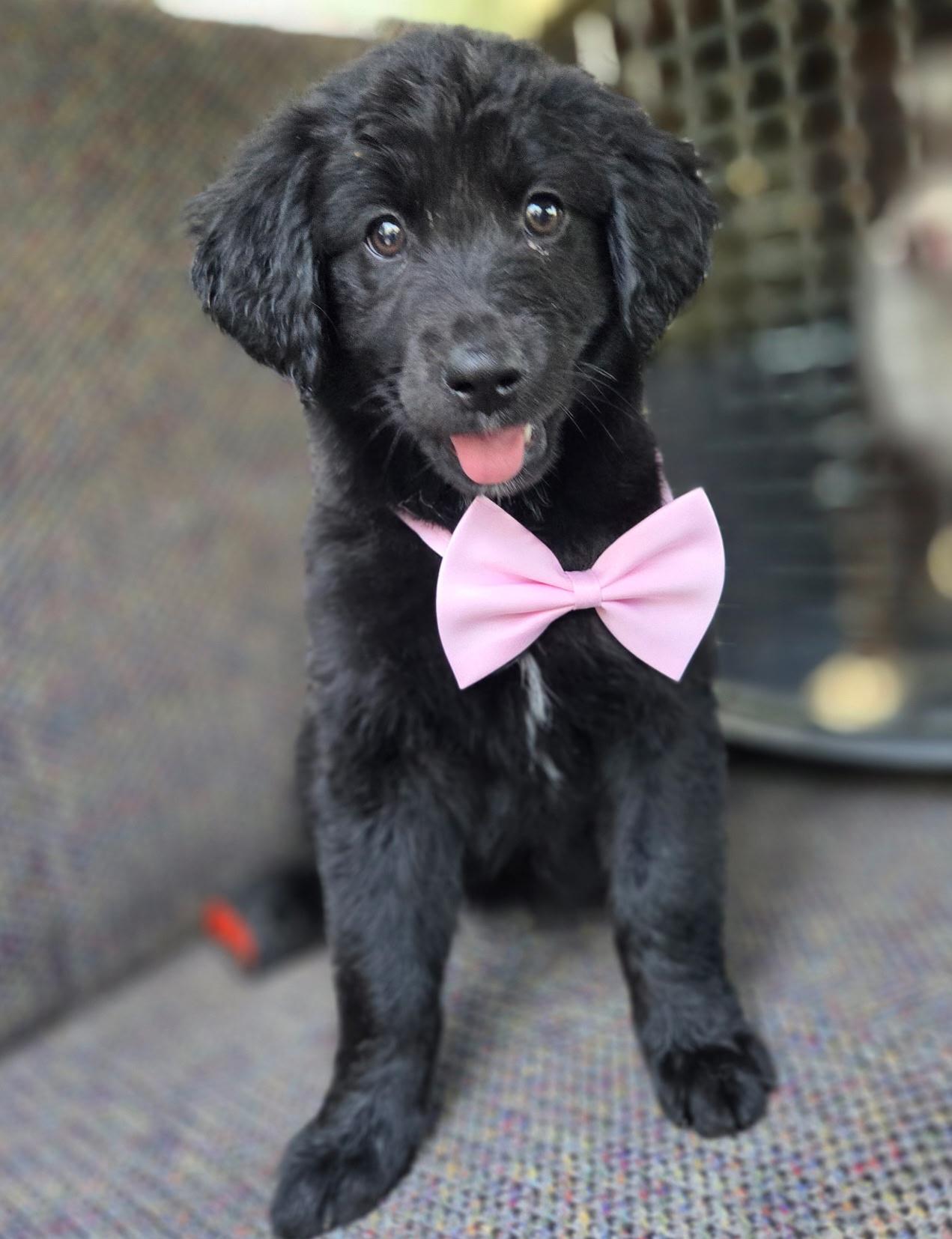 Hattie, an adopted mixed breed in Gilbert, SC image 2/6