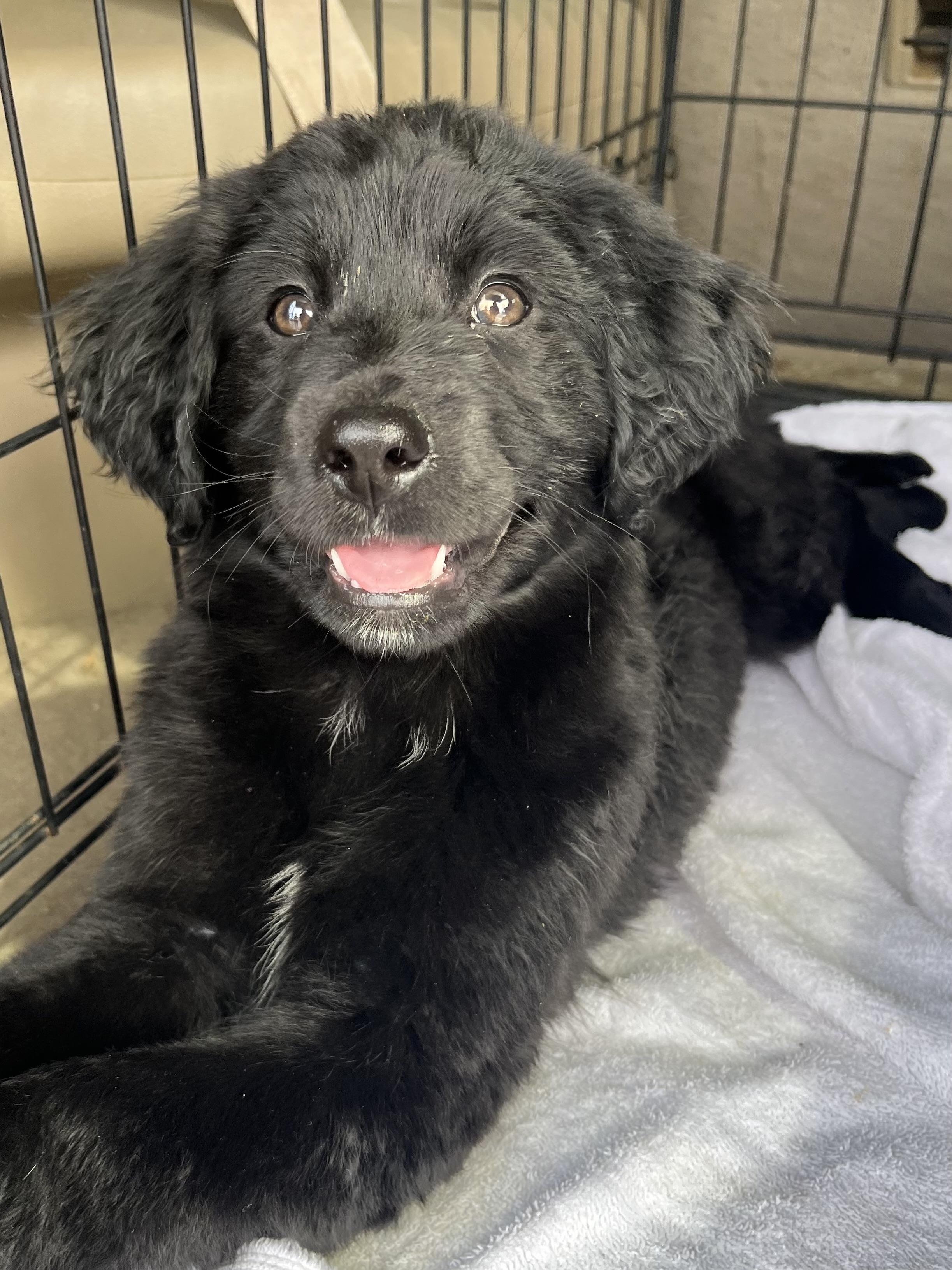 Hattie, an adopted mixed breed in Gilbert, SC image 6/6