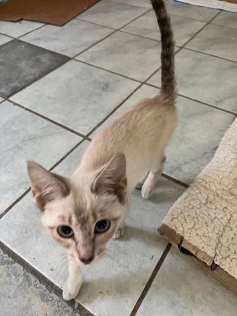 Enlarge Eclair, an adopted Siamese in Enfield, CT image 5/6