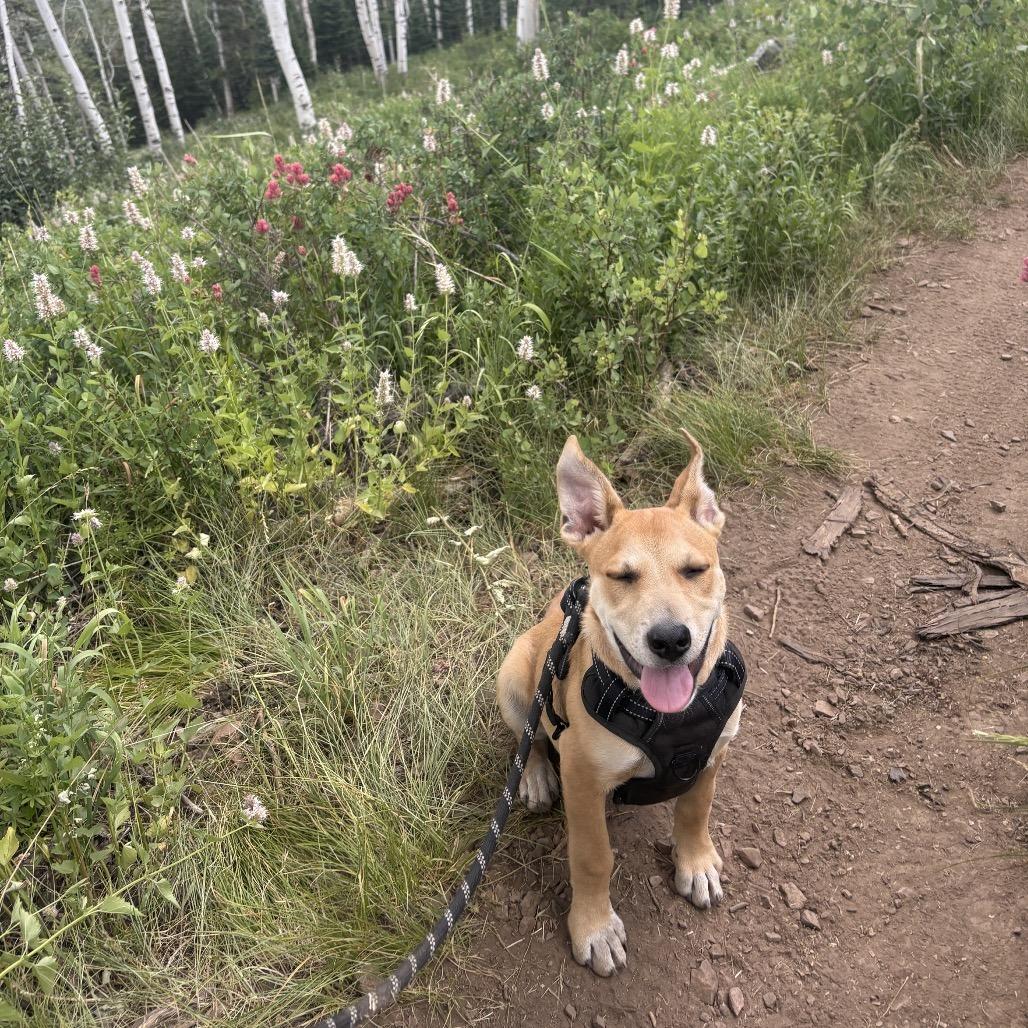 Batcave, a Adoptable Mixed Breed in Park City, UT image 1/6
