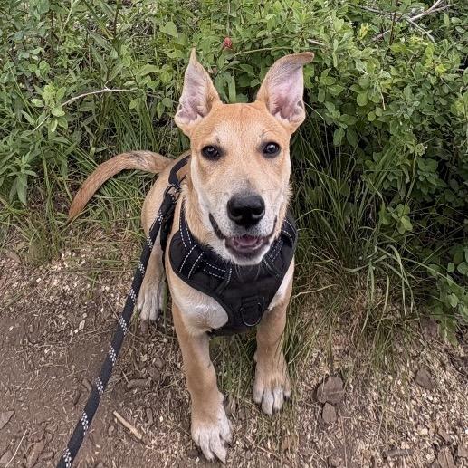 Batcave, a Adoptable Mixed Breed in Park City, UT image 3/6