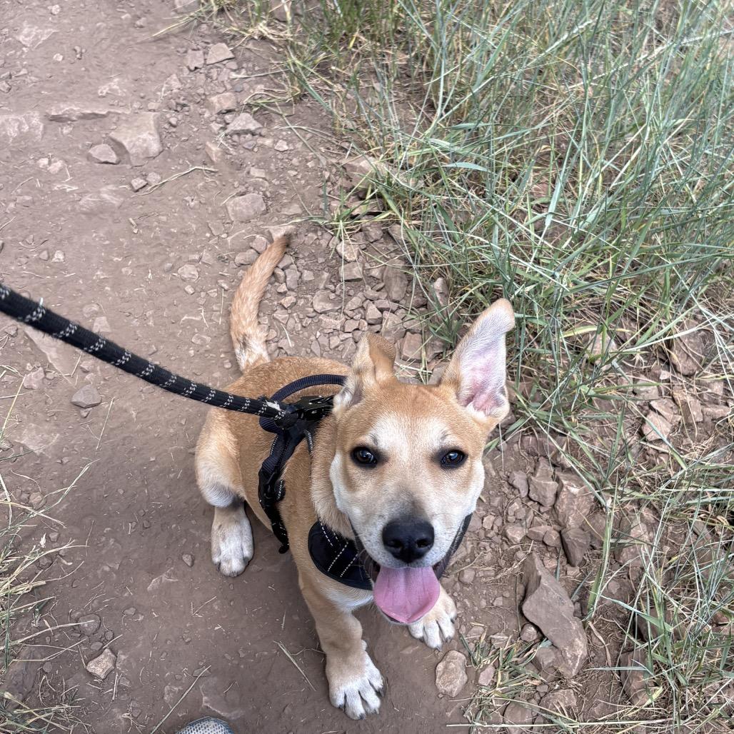 Batcave, a Adoptable Mixed Breed in Park City, UT image 4/6