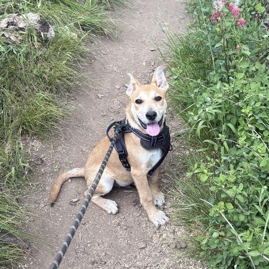Batcave, a Adoptable Mixed Breed in Park City, UT image 5/6