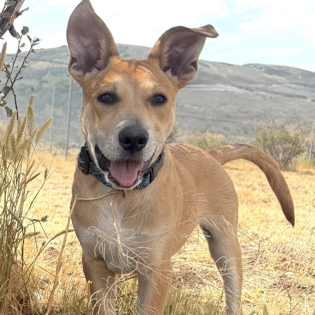 Batcave, a Adoptable Mixed Breed in Park City, UT image 6/6