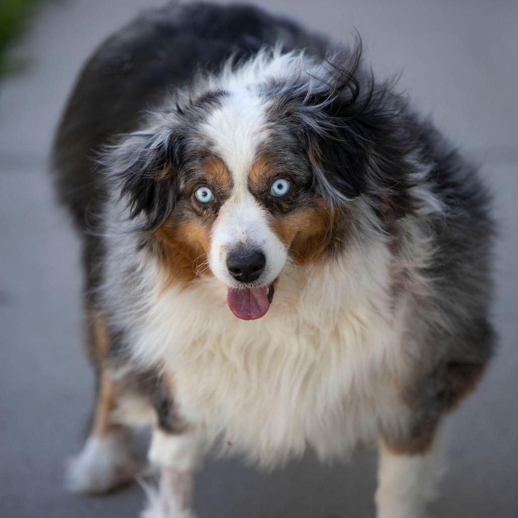 Enlarge Madison (MR26-338), a Adoptable Australian Shepherd in Peyton, CO image 1/6