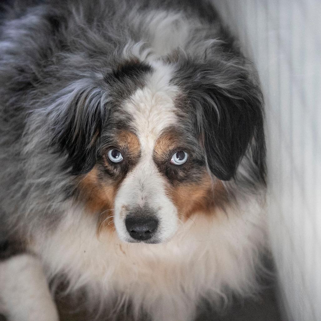 Madison (MR26-338), Adoptable, Adult Female Australian Shepherd.