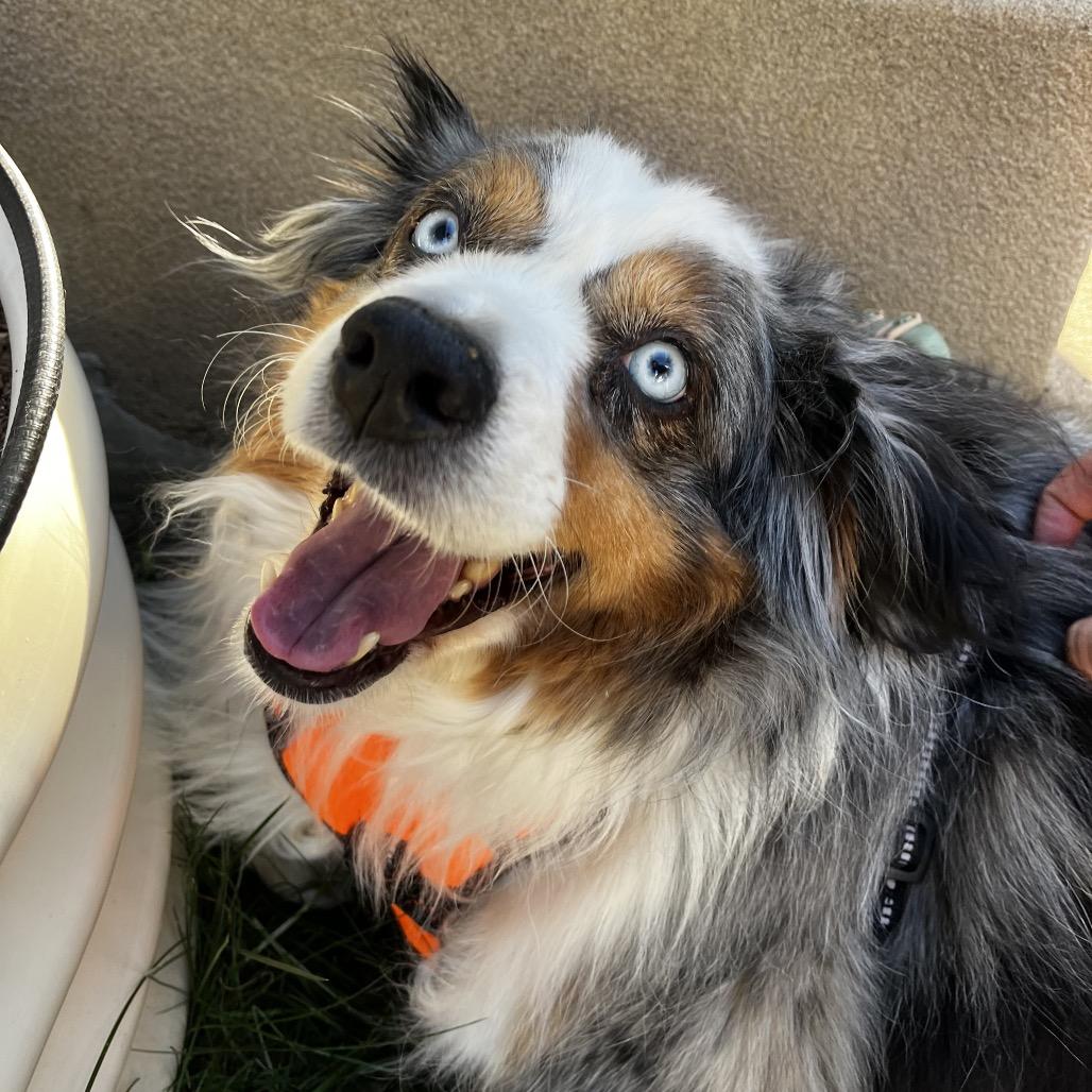 Enlarge Madison (MR26-338), a Adoptable Australian Shepherd in Peyton, CO image 2/6