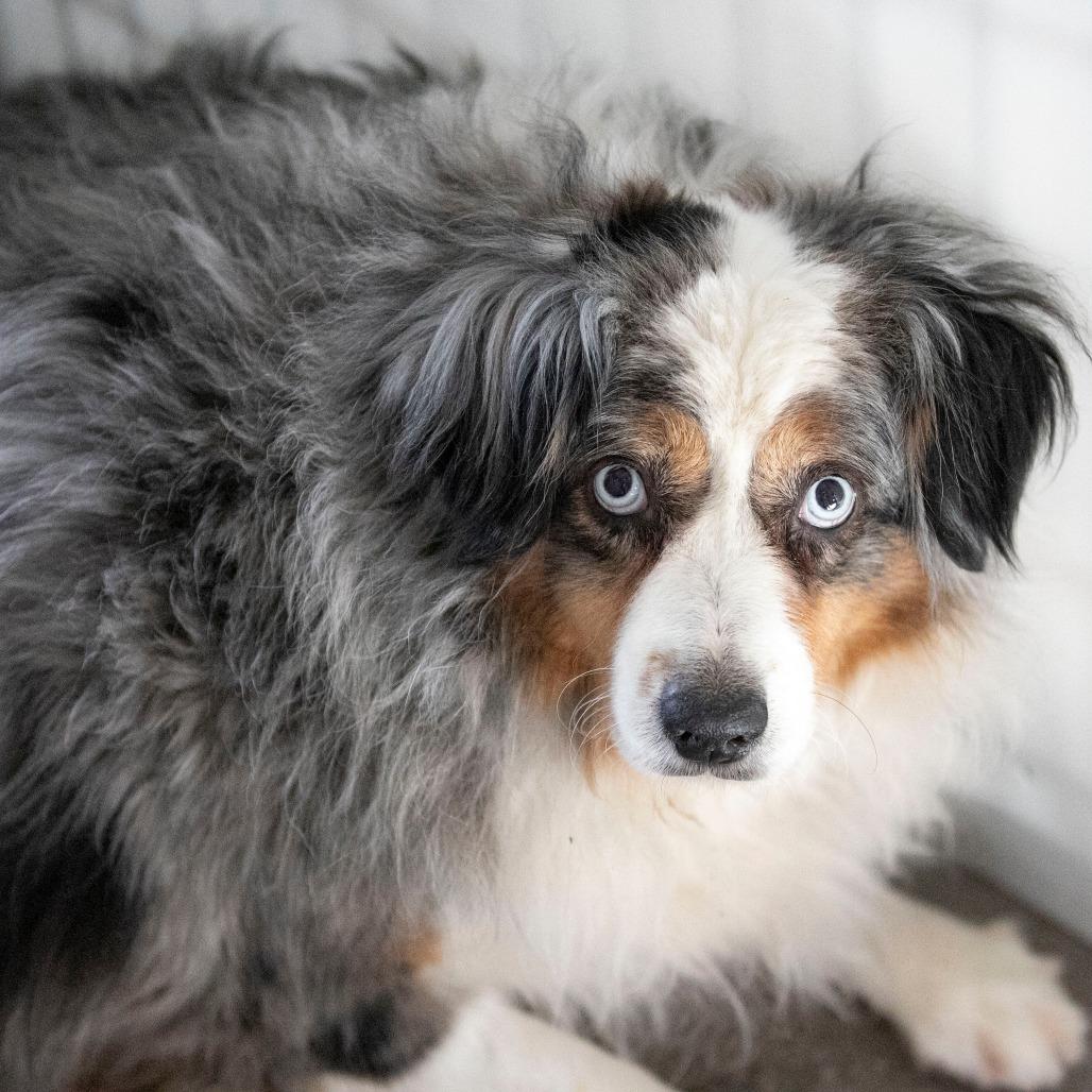 Enlarge Madison (MR26-338), a Adoptable Australian Shepherd in Peyton, CO image 3/6