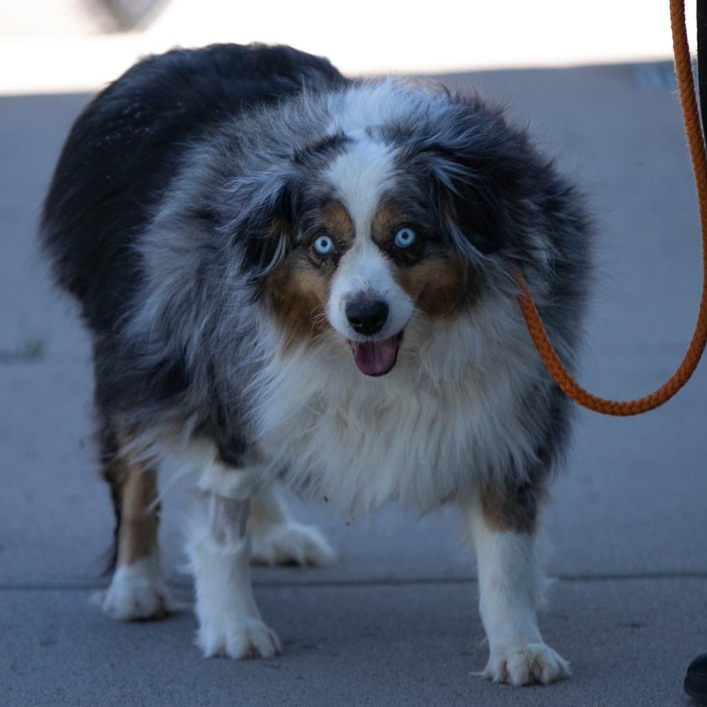 Enlarge Madison (MR26-338), a Adoptable Australian Shepherd in Peyton, CO image 4/6