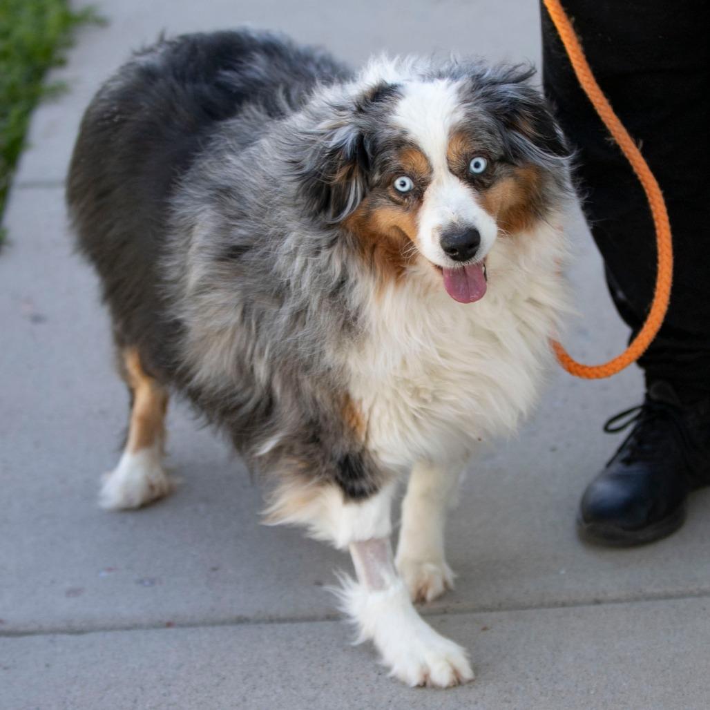Enlarge Madison (MR26-338), a Adoptable Australian Shepherd in Peyton, CO image 5/6