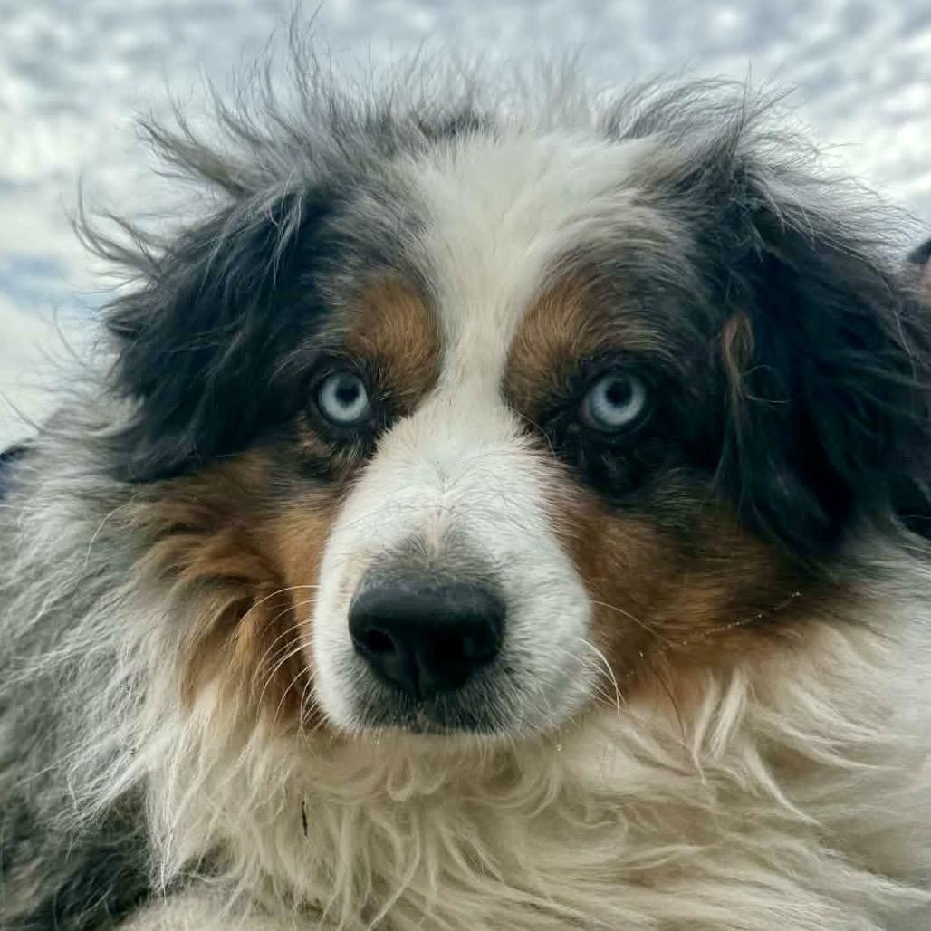 Enlarge Madison (MR26-338), a Adoptable Australian Shepherd in Peyton, CO image 6/6